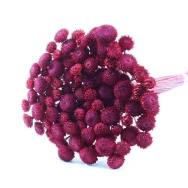 Imagem de Planta Seca Botão Dourado Desidratado Vermelho - Pense Flores