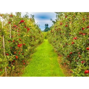 Imagem de SADFA Pano de fundo de pomar de maçã, 2,1 x 1,5 m, outono, colheita, macieiras, para fotografia, festa de fazenda, eventos, decorações de cabine de fotos