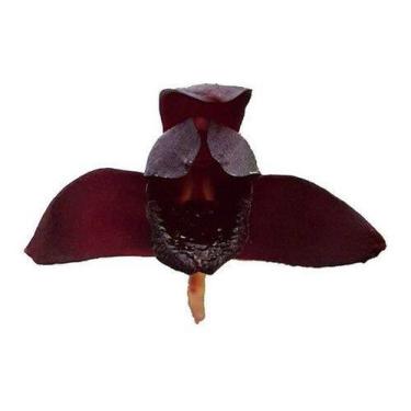 Imagem de Kit 3 Orquídeas Raras Flores 1 Negra 1 Coquinho 1 Dracula Adultas Deco