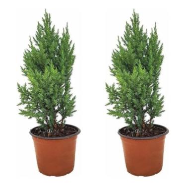 Imagem de Kit 2 Mudas Tuia Strickta Pinheiro Pinheirinho Natal Natural Planta