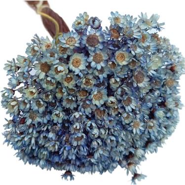 Imagem de Buquê de 300 Flores Secas Sempre Viva Mosquitinho – Mini Florzinhas Naturais para Arranjos e Decoração(Azul Mesclado)
