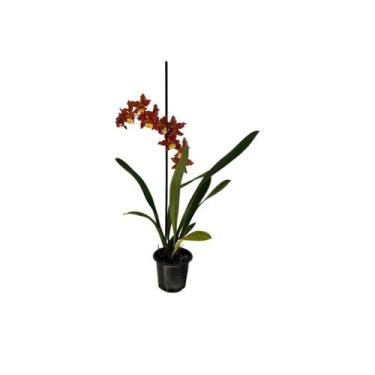 Imagem de Oncidium hawaiwan cores variados sem flor - Orquídeas & Cia