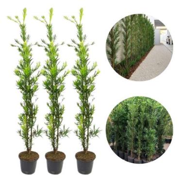 Imagem de Kit Com 3 Podocarpos 1 Metro Jardim Ornamental Cerca Viva Residencial 