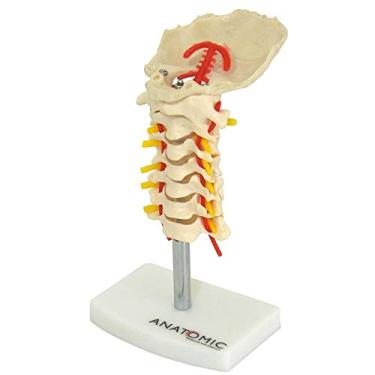 Imagem de Coluna Vertebral Cervical Esqueleto Modelo Anatômico