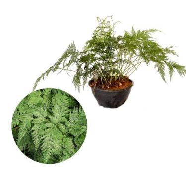 Imagem de Muda de Renda Portuguesa 20 a 40cm AMK - Plantas Online - AMK Jardinag