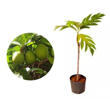 Imagem de Muda de Fruta Pão 20 a 40cm AMK - Plantas Online - AMK Jardinagem e Pa