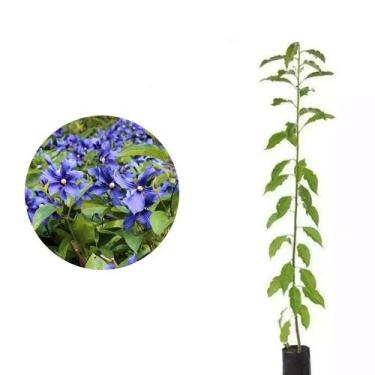 Imagem de Muda de Pau D' Alho 20 a 40cm AMK - Plantas Online - AMK Jardinagem e 