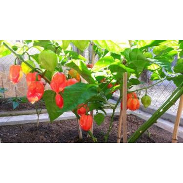 Imagem de Sementes de pimenta Habanero vermelha - Pimenta Severino's