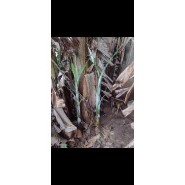 Imagem de Muda de banana prata Clone 1 unidade muda retirada de planta adulta já produzindo