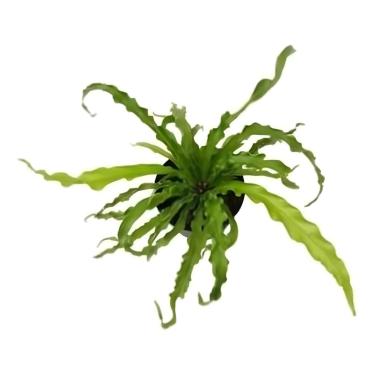 Imagem de Muda De Samambaia Asplenio Crespo Planta Natural