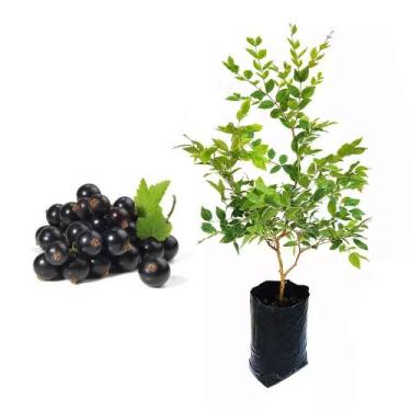 Imagem de Muda de Jabuticaba Hibrida 50 a 80cm AMK - Plantas Online - Genérico