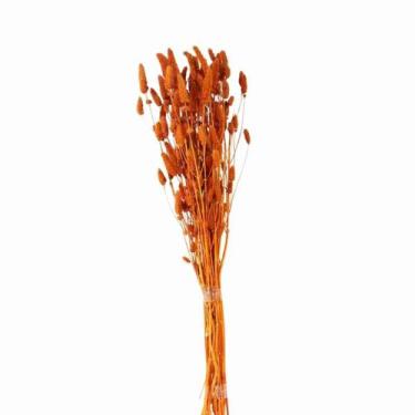Imagem de Celósia Rabo de Coelho Laranja Desidratado - Pense Flores