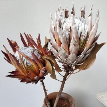 Imagem de Protea Natural Desidratada Arranjo Luxo c/ 8 Hastes - Pense Flores