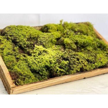 Imagem de Fofao Musgo Verde Vivo na caixa para Terrariuns Kokedamas - Pense Flor