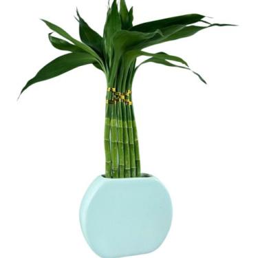 Imagem de Planta Bambu Da Sorte 6 Hastes Vaso Meia Lua Cerâmica Branco - FLORA F