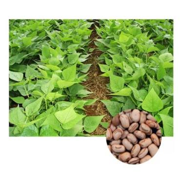 Imagem de Sementes de Feijão Carioca Estilo - 500gr - SEEDS