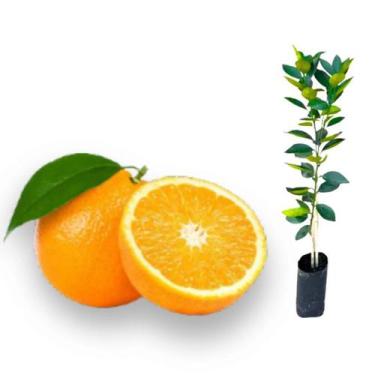 Imagem de Muda Laranja-doce BRS IAC EECB Alvorada Enxertada - no-brand