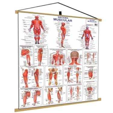 Imagem de Banner Anatomia Corpo Humano Medicina Estudo Banner Moldura Pendurar