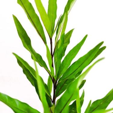 Imagem de Muda de Planta Abre Caminho 30cm Proteção e Boas Energias