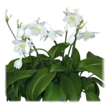 Imagem de Planta Eucharis Grandiflora - Lírio Do Amazonas - GENERICO