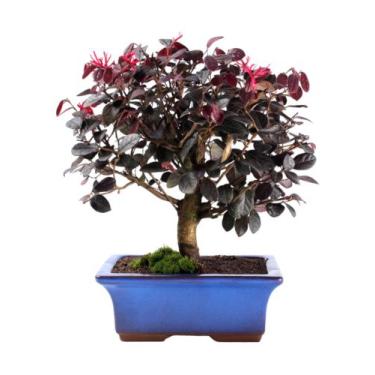 Imagem de Bonsai Loropetalum Rubro 12 ANOS vaso de porcelana - Green house