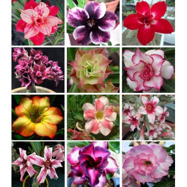 Imagem de 10 Sementes de Rosas do Deserto triplas, duplas e simples (Adenium obesum) Sortidas Kit nº 04