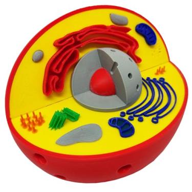 Imagem de Célula Animal Eucarionte 14 cm Impressão 3d Maquete Biologia Citologia