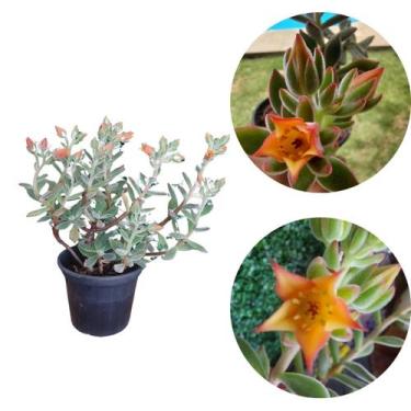 Imagem de Muda Echeveria Pulvinata Ruby Suculenta Rara Aveludada Cores - Orquifl