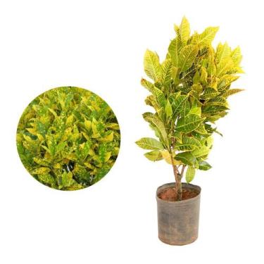 Imagem de Muda de Croton Amarelo 20 a 40cm AMK - Plantas Online - Genérico