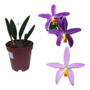 Imagem de Muda Orquidea Laelia Lucasiana Vs10 Planta Rara Presente