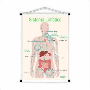 Imagem de Banner de Lona Educativo Sistema Linfático - 85x60cm - Fabrika de Fest