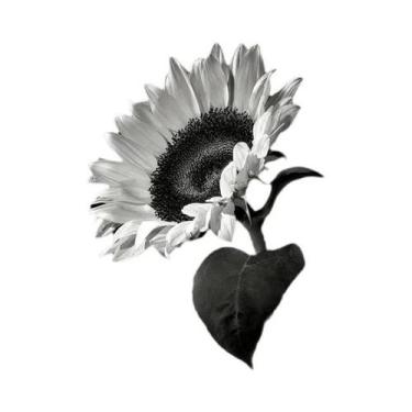 Imagem de Pôster De Flores De Girassol E Lírio Preto E Branco Em Canvas, Arte Mo