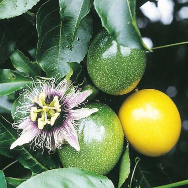 Imagem de Passiflora edulis var. flavicarpa (Maracujá Amarelo Azedo Gigante) - S