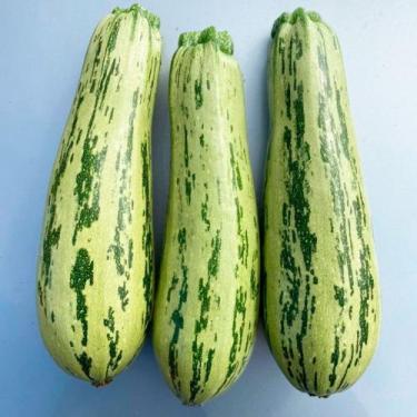 Imagem de Abobrinha Emanuela F1 - 50 Sementes / Linha Híbrida - FELTRIN