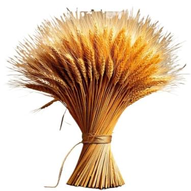 Imagem de Flores Secas de Trigo Hastes Decoração Sala Casamento Festa Buquê Convite Arranjo Mesa Para Amantes de Decoração e Organizadores(150)