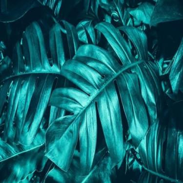 Imagem de Quadro Decorativo Estampa Tropical Folhagem Monstera Natureza Moderna 50x50cm