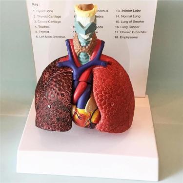 Imagem de Modelo pulmonar humano, modelo de anatomia do coração laringe e pulmão de tamanho da vida, 3 peças removíveis, modelo do sistema respiratório, para estudantes estudos de exibição modelo de e