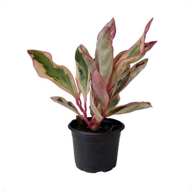 Imagem de Peperomia Tricolor Magnoliifolia Planta Natural Exotica Decorativa Casa Varanda Apartamento