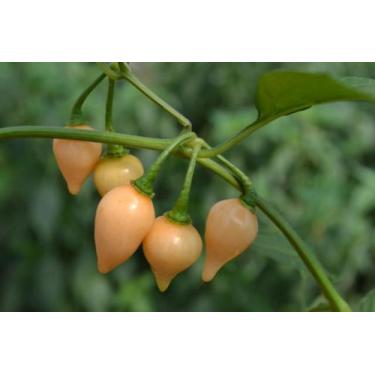 Imagem de Pimenta Brs Tui Biquinho de Salmão - 1gr de Sementes - Isla 