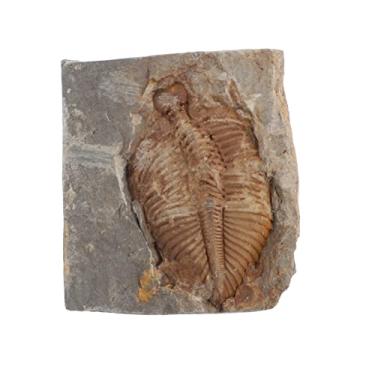 Imagem de ULTECHNOVO Trilobite Fóssil Paleontologia Trilobite Fóssil Estátua Modelo Natural Trilobite Espécimo Esqueleto Escultura para Decoração de Escritório Home