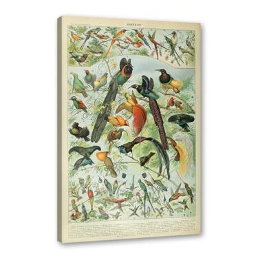 Imagem de Pôster vintage de pássaros franceses ornitologia impressão de pássaros presentes para pássaros educação arte de parede pintura em tela sala de estar decoração de casa (SKU3,20.3x30.5 cm = (20x30cm