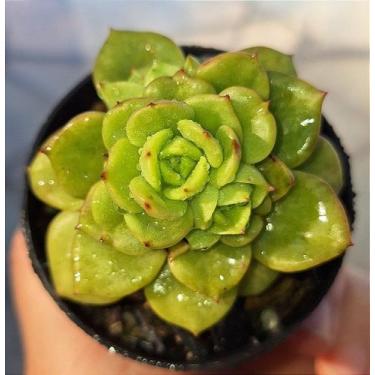 Imagem de Sedeveria Holly - Muda de Suculenta em Vaso 06 - Garden Viveiro Espaço