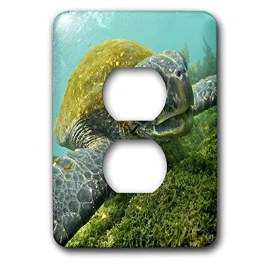Imagem de 3dRose LLC lsp_10116_6 Tartaruga marinha verde do Pacífico ou preta alimentando algas Punta Cormorant Florian Island Galápagos 2 Tampa de tomada