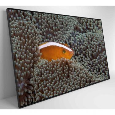 Imagem de Quadro Peixe Palhaço Em Anêmona No Mar Medidas 60x40 Cm Tipo De Impressão Adesivo Fotográfico