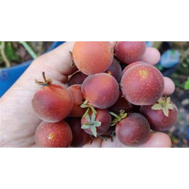 Imagem de Dovyalis (Campari ou Groselha-do-Ceylão) - Arbusto Frutífero e Ornamen