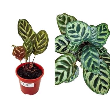 Imagem de Muda Maranta Pavão - Goeppertia Makoyana - Planta Natural