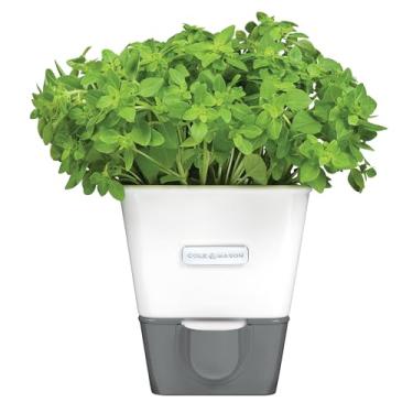 Imagem de Cole & Mason Protetor de ervas autoirrigável - Protetor de ervas em vaso com almofada hidráulica e bico de despejo - Protetor de ervas frescas para geladeira - Armazenamento e recipiente de ervas