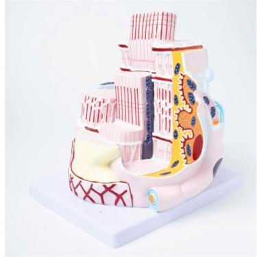 Imagem de Human Skeletal Muscle Fiber Anatomy Teaching Model, 40,000 Times Magnification Model, Collagen Mesh Fiber Human Bone Model