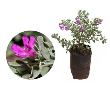 Imagem de Muda de Leucofilo 20 a 40cm AMK - Plantas Online - Genérico
