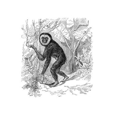 Imagem de e.x.o.b.o | Notizbücher: Umfangreiches und exotisches Blanko-Journal mit einzigartiger Vintage-Handzeichnung (Gibbon)